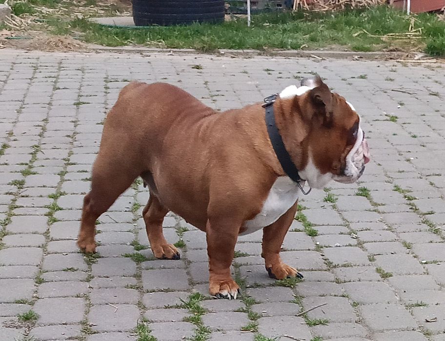 Niunia buldog angielski  za darmo