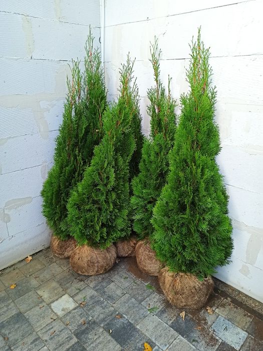 Tuja Thuja SZMARAGD z gruntu! 80-100 cm Gęsta! Polski produkt