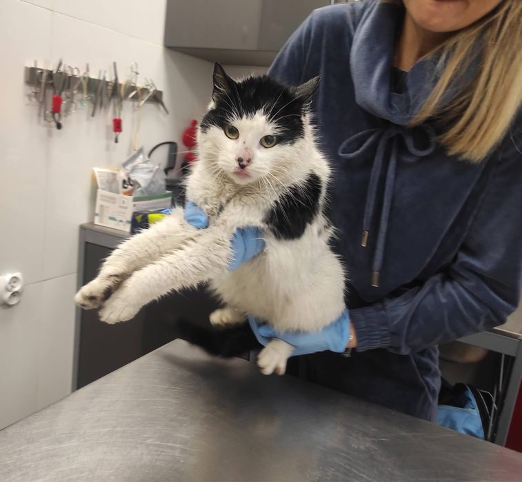 Kotek do pilnej adopcji