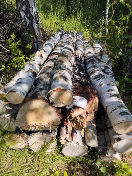 Drewno opałowe brzoza topola