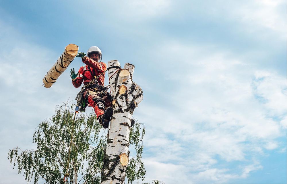 Спилювання, валка дерев, покіс трави, прибирання території