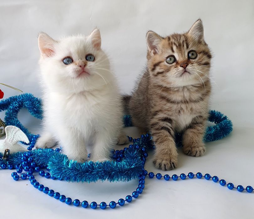 Киев котики 4 месяца британцы клубные котята котенок