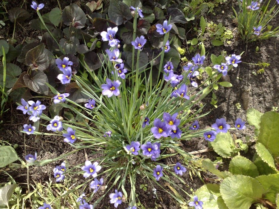 Сісюрінхій (калифорнійський ірис), мініатюрний ірис, синьоочки