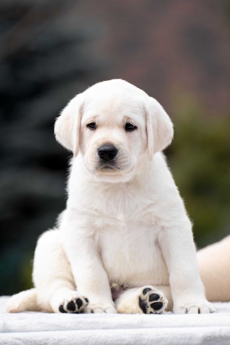 Цуценята Лабрадора від закордонної вязки