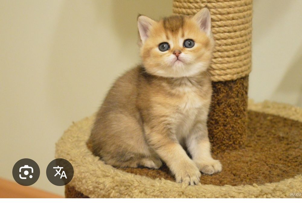 Котёнок котята кошки кот шотланский британский вислоухий прямоухий зол