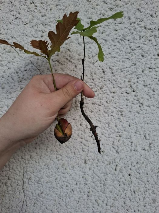 Саджанець живець дуба дуб