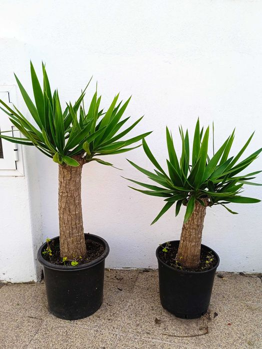 YUCAS para a sua sala, varanda, terraço de apartamento e jardim