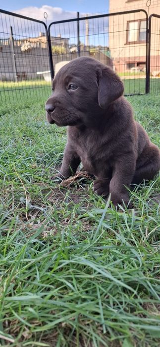 Labrador retriever szczeniak