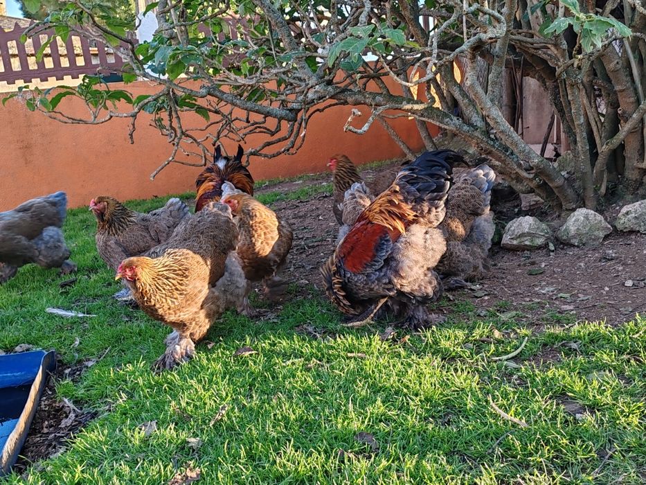 Ovos galinhas Brahma Garnizes miniatura