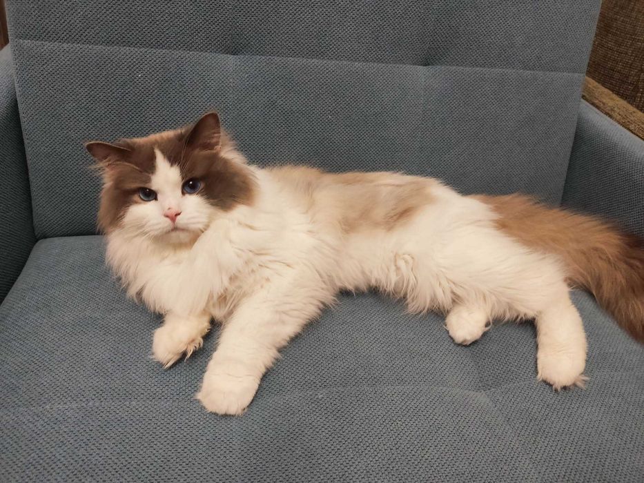 Ragdoll Blue Bicolor (REZERWACJA)