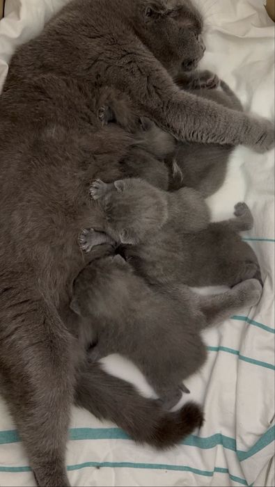 Шотландські висловухі кошенята