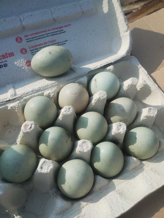 Яйце інкубаційне качкі.