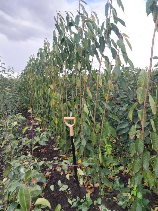 ВИШНЯ ЧЕРЕШНЯ саджанці Летичівського плодорозсадника опт та роздріб