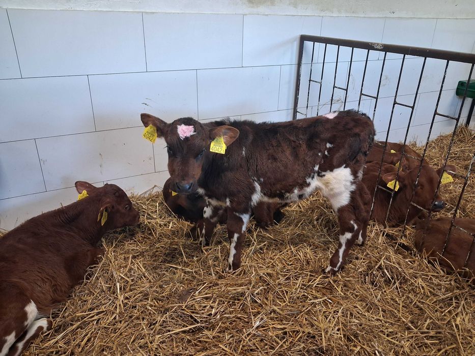 byczki cielęta cielaki mm ncb hf