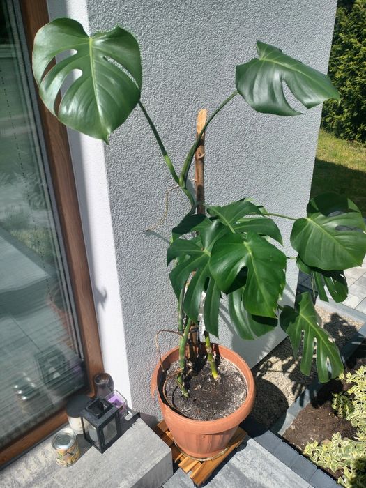 Dracena roślina doniczkowa