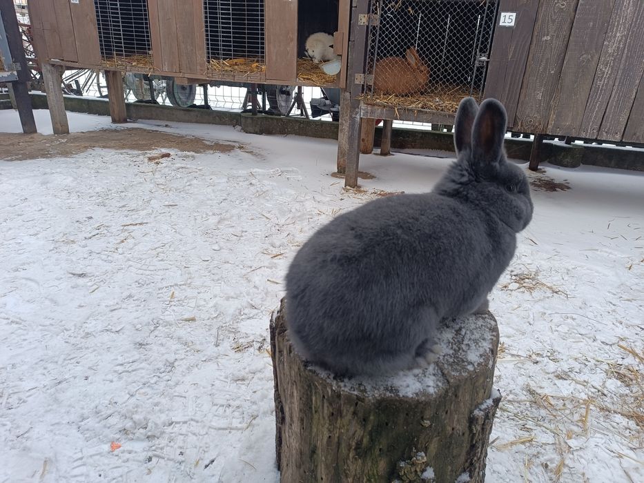 Króliki Wiedeńskie Niebieskie