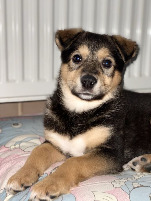 Отдам в хорошие руки Цуценя дівчинка /щенок