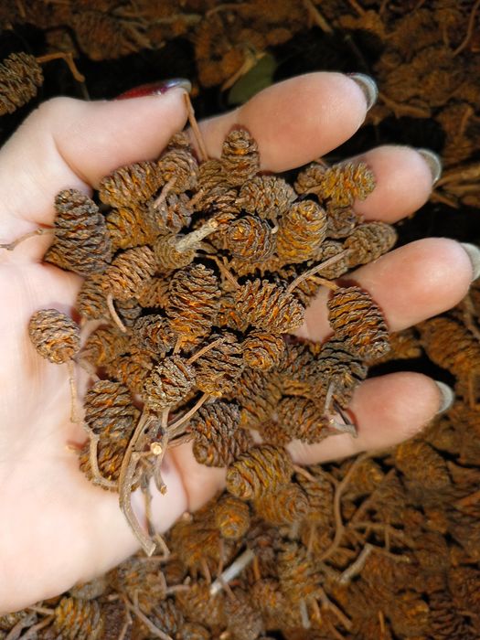 Szyszki olchy czarnej, suche