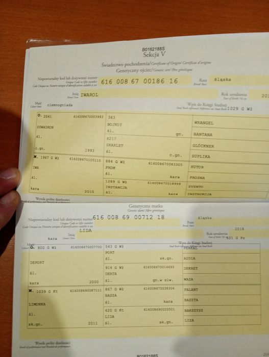 Klacz ślaska dopłatowa