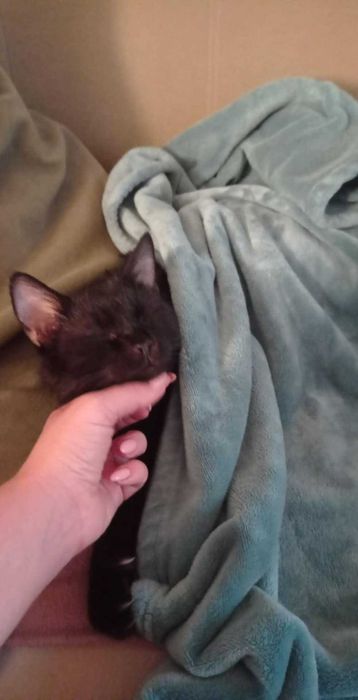 Alex - kocurek do adopcji