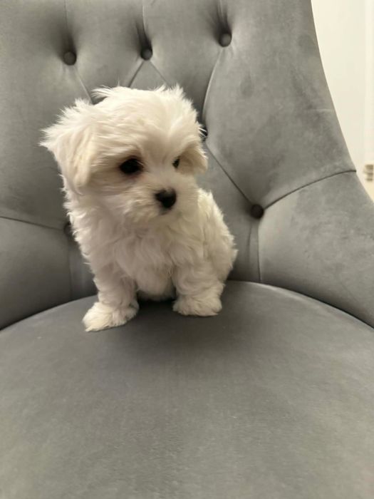 Maltańczyk koreański mini 3 miesięczny