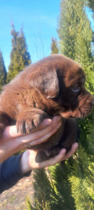 Лабрадор Ретривер