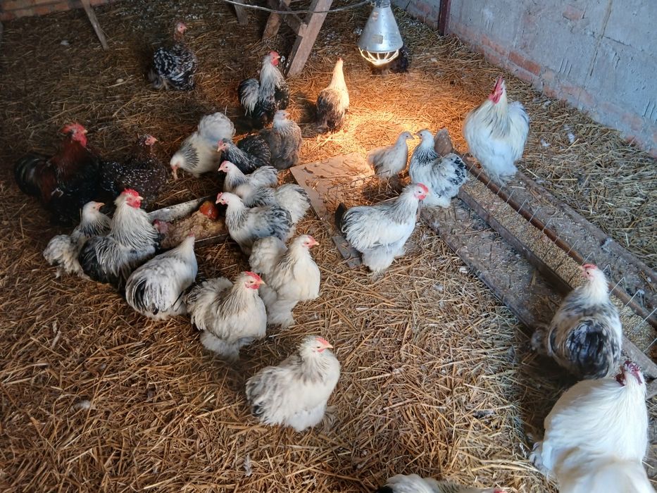 Kochiny miniaturowe karzełki