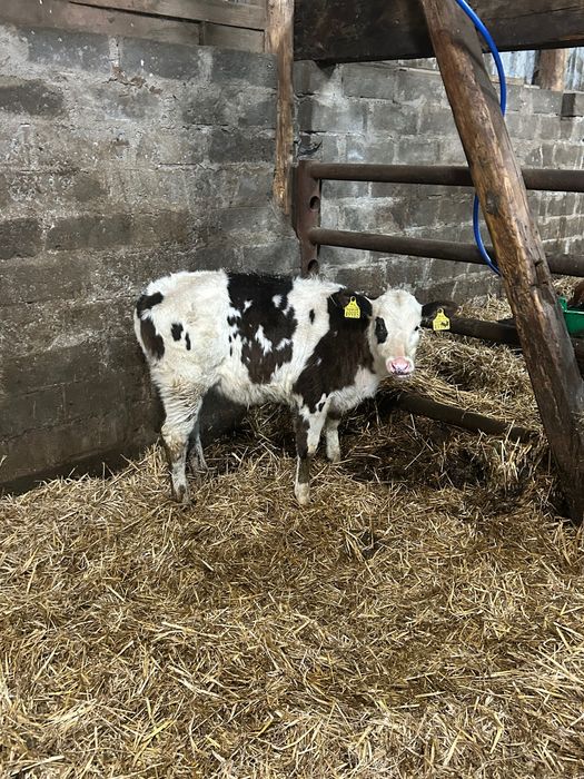 Byczek i 2 jałówki