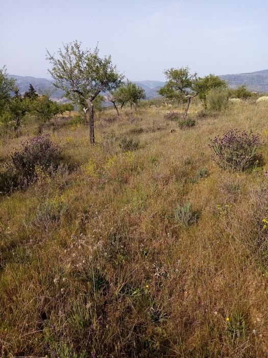 Terreno rústico em sequeiros Moncorvo