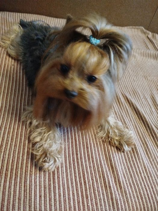 Йорк хлопчик підрощений