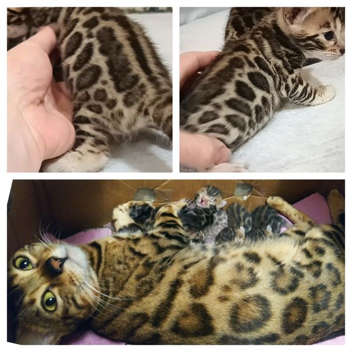 Бенгальские котята, бенгальські кошенята, бенгали