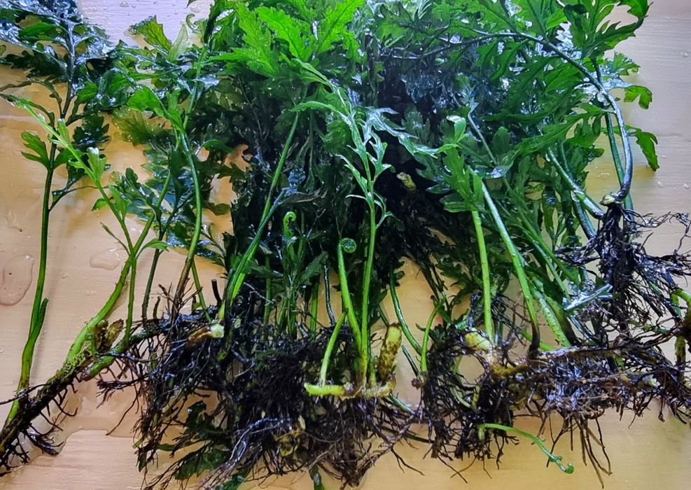 Rosliny (epifity) do akwarium. Okazja! KATOWICE CNTR.