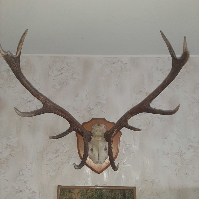 Poroża jelenia i łosia