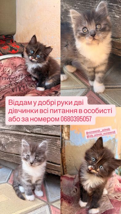 Відам у добрі руки безкоштовно