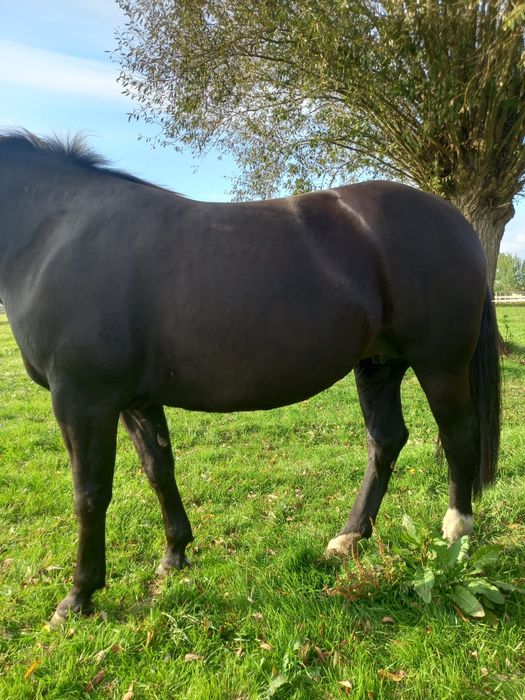 Sprzedam klacze śląskie