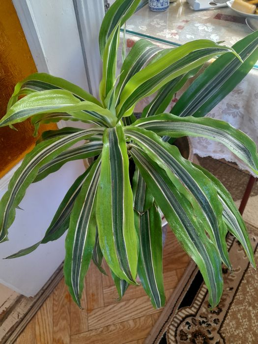 Растения для открытых площадок и офисов,большие и нарядные