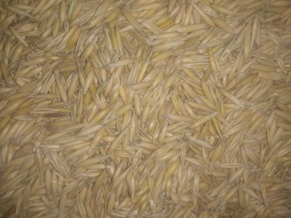 Продам овес, ячмінь.