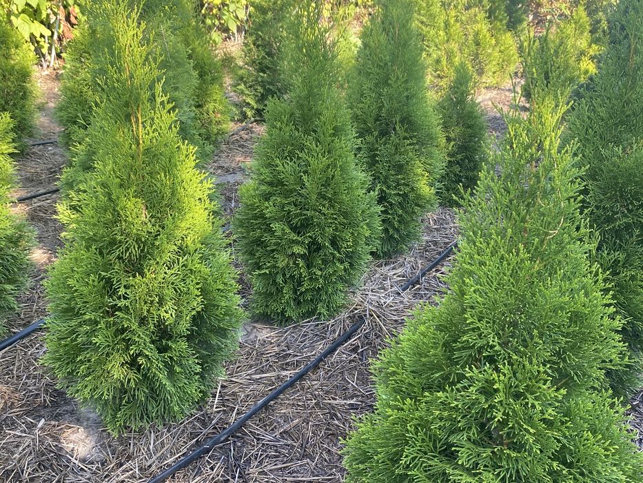 Туя смарагд колумна даника Харьков Солоницевка