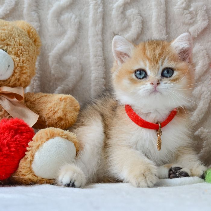 Котик шукає нову родину