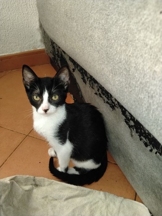 Gatinhos para adoção