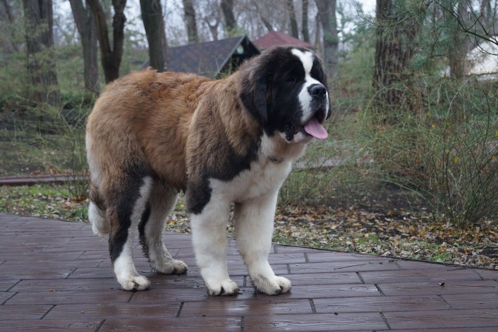 Дівчинка сенбернар