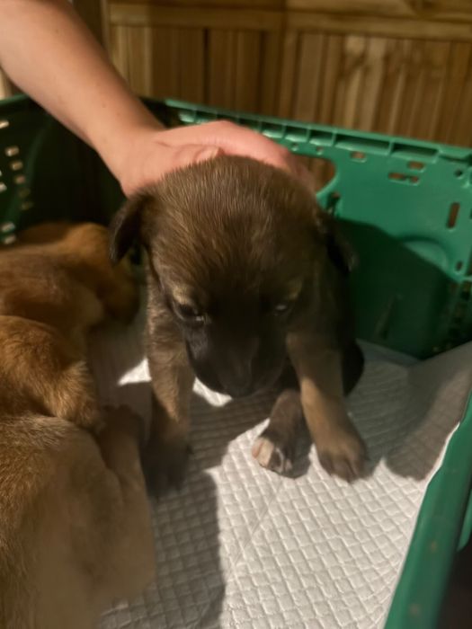 Cães bebés para adoção responsável