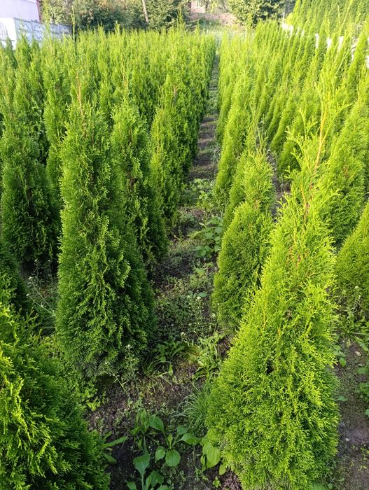 Найнищі ціни. Туя смарагд від 1 м до 6 м