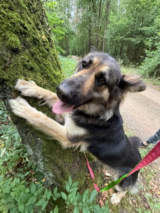 Owczarek niemiecki długowłosy – przyjacielska i czuła