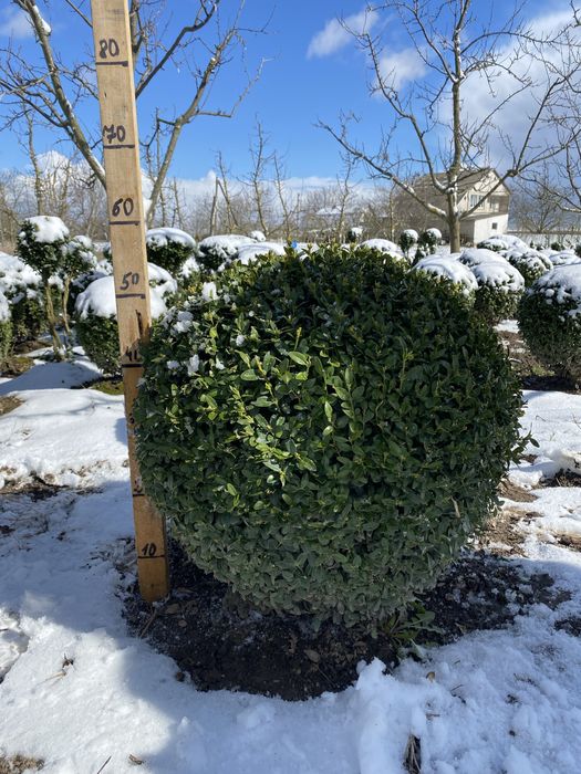 Самшит куля (Buxus) – декоративні сформовані рослини