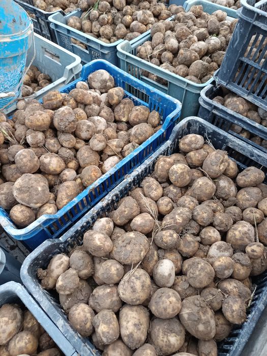 Ziemniaki świeżo z pola