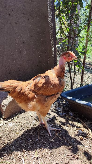 Casal galo galinha (frangos do campo)