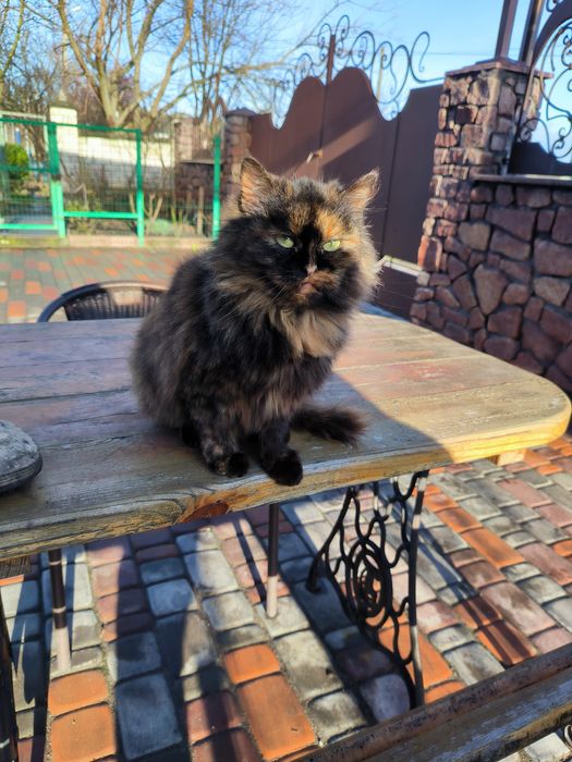 Пушинка шукає дім.   01.01.2026