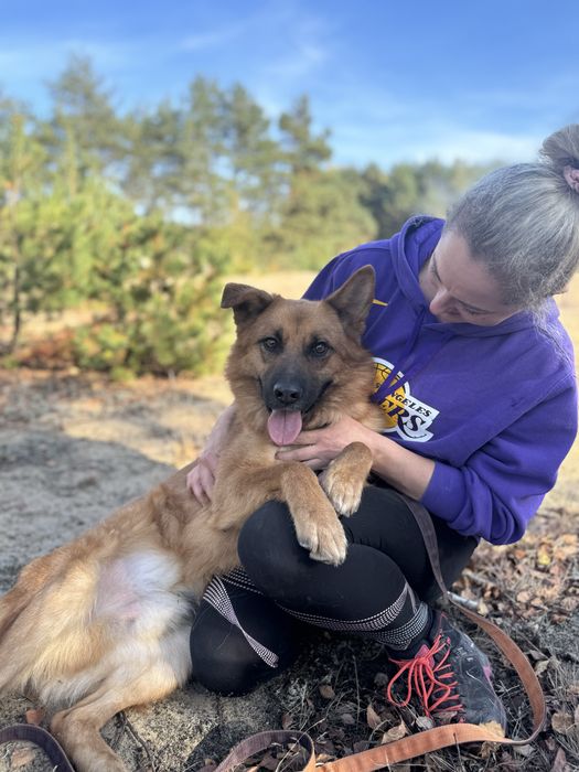 Fox - pies idealny do adopcji