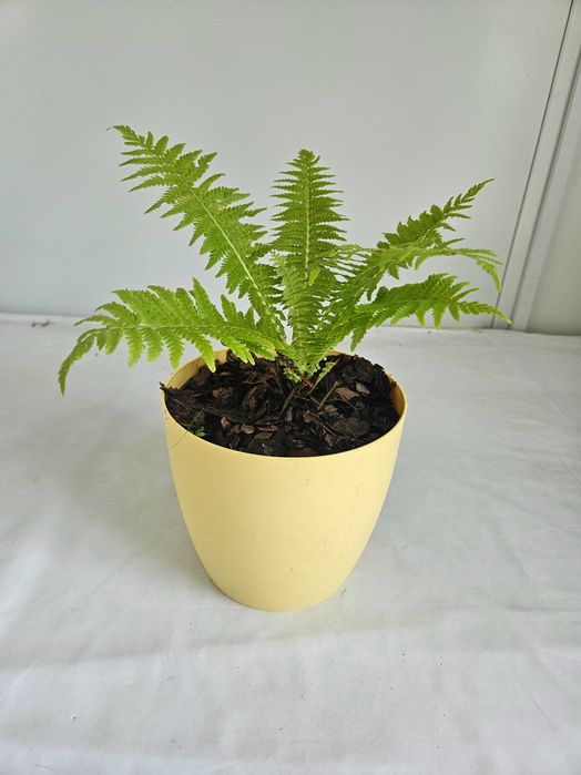 Paproć narecznica samcza 35cm C2 – ozdobna roślina + nawóz gratis